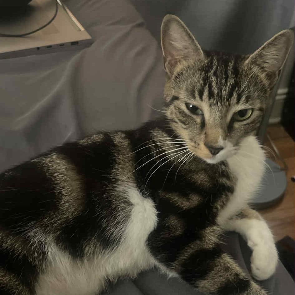 Liza, Adoptable, Young Female Domestic Short Hair.