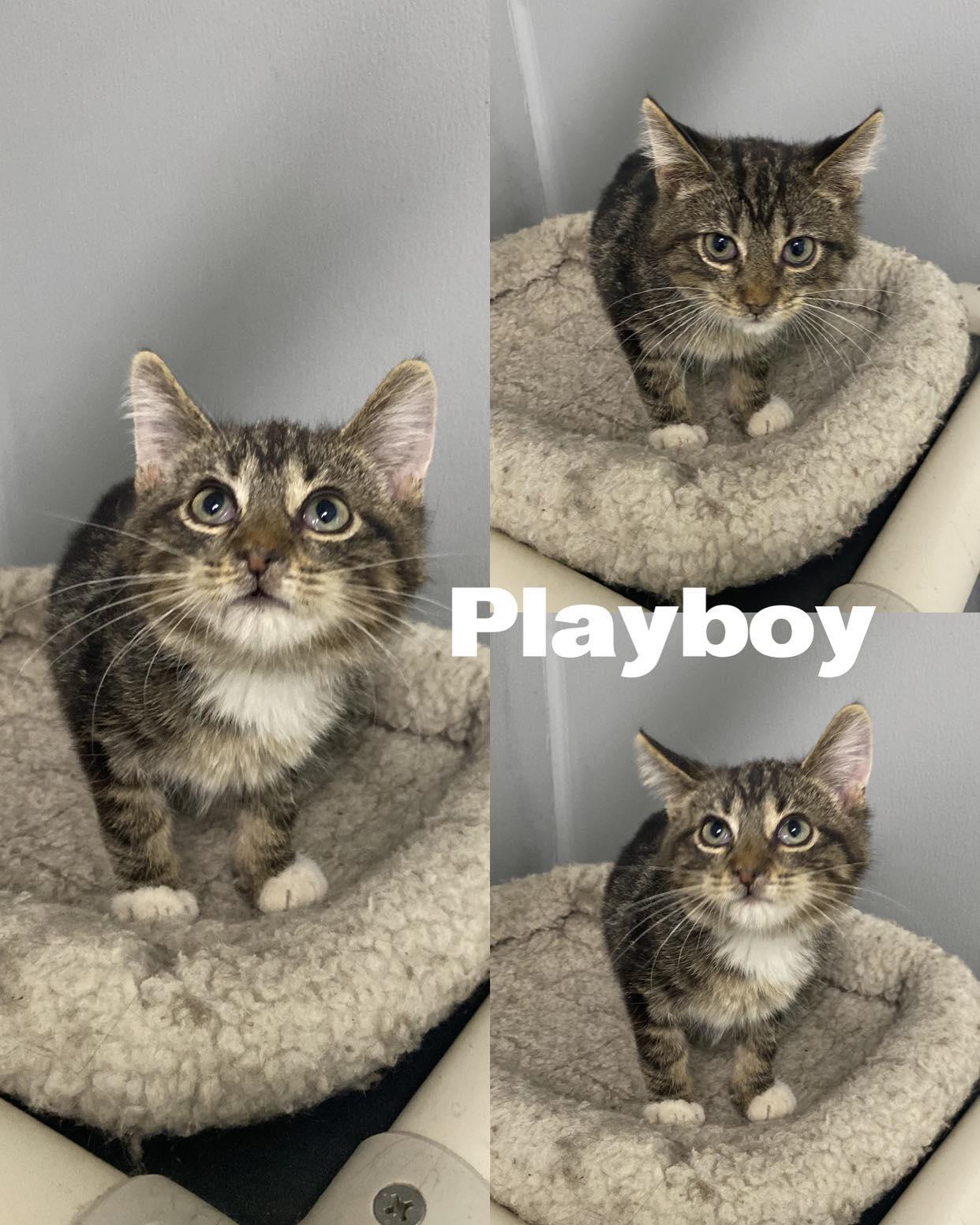Playboy