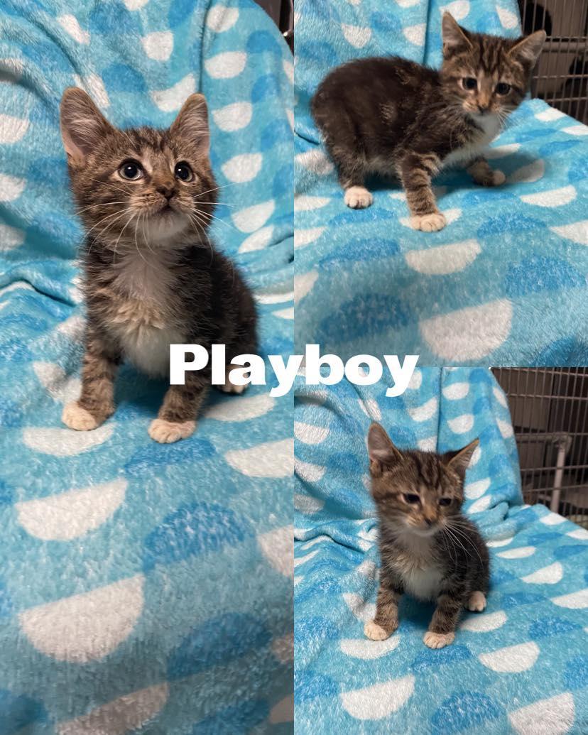 Playboy