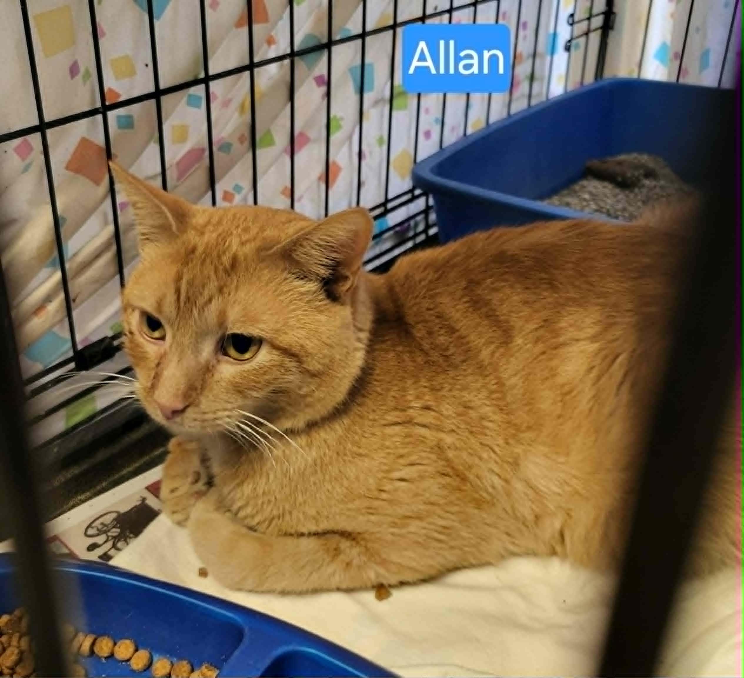 Allan fiv+ - Adoption fee waived