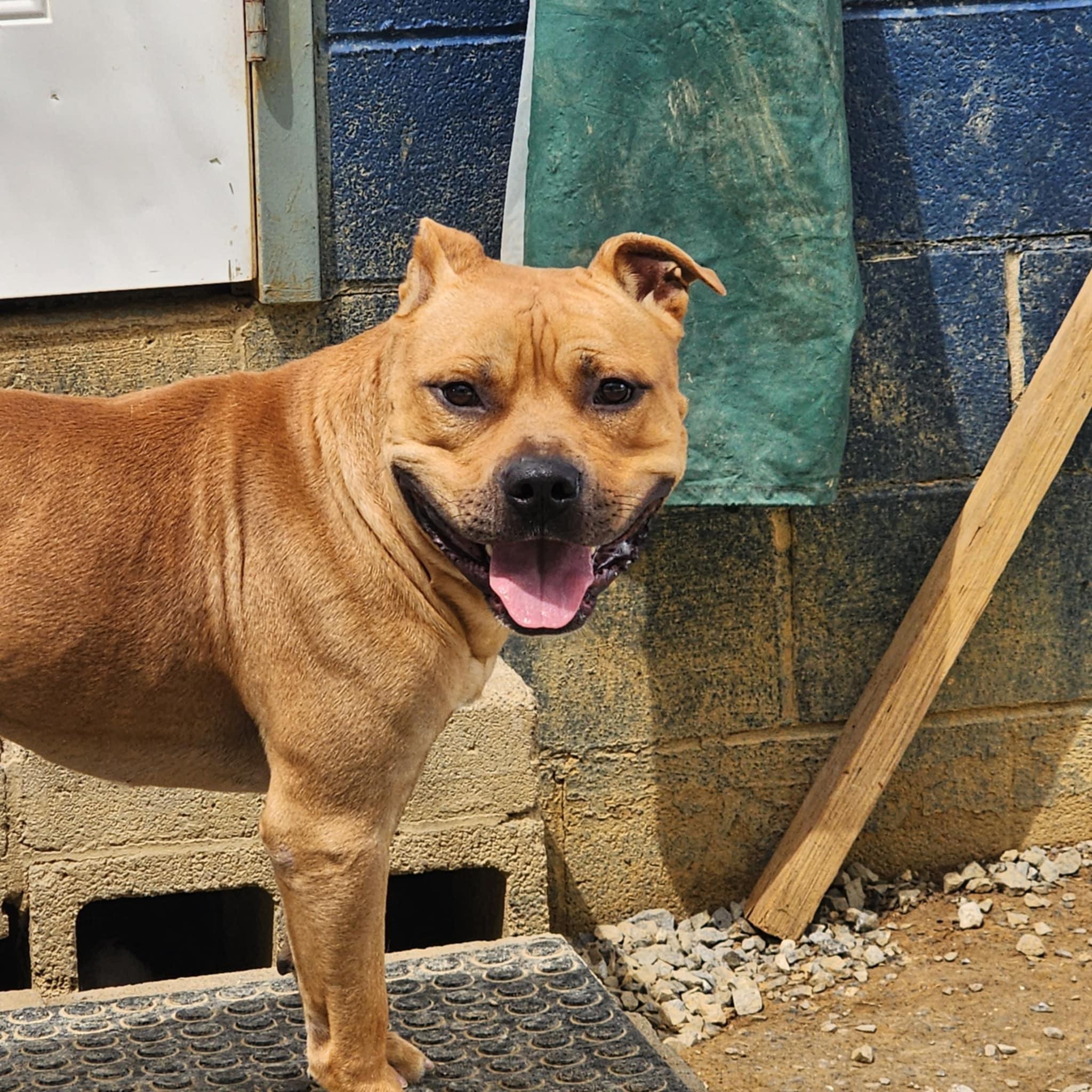 Enlarge Rafiki, a Adoptable Pit Bull Terrier in Carlise , AR image 4/4
