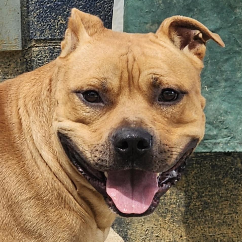 Enlarge Rafiki, a Adoptable Pit Bull Terrier in Carlise , AR image 2/4