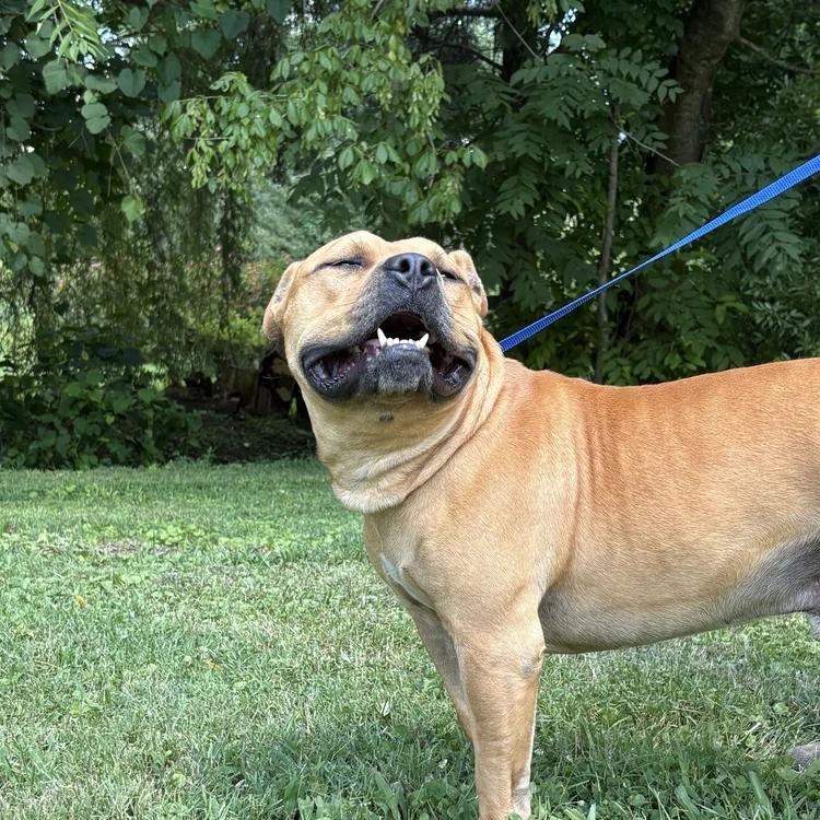 Enlarge Rafiki, a Adoptable Pit Bull Terrier in Carlise , AR image 3/4