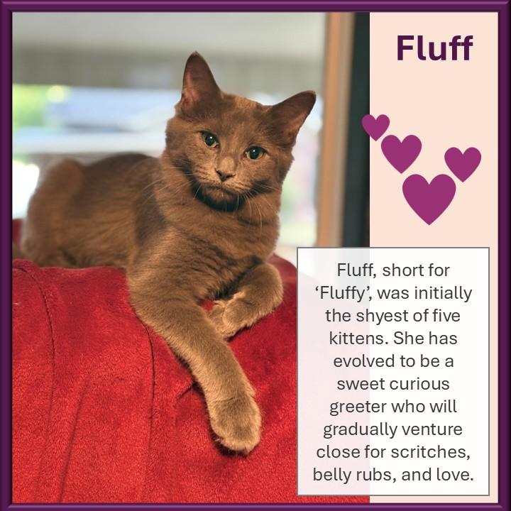 Fluff, Adoptable, Kitten Female Domestic Medium Hair & Russian Blue.