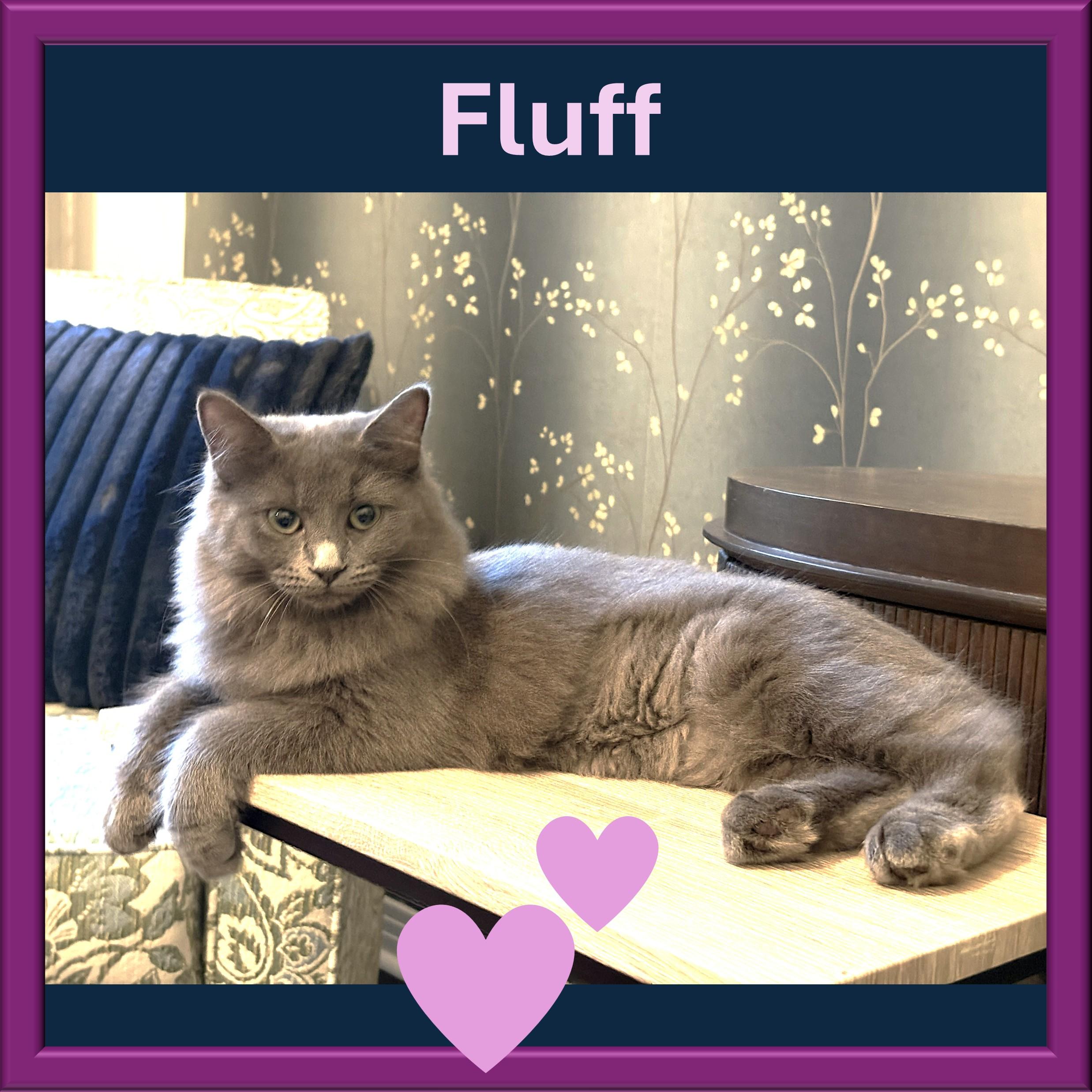 Fluff, Adoptable, Young Female Domestic Medium Hair & Russian Blue.