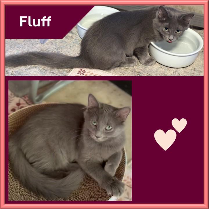 Enlarge Fluff, a Adoptable mixed breed in Hot Springs, AR image 2/6
