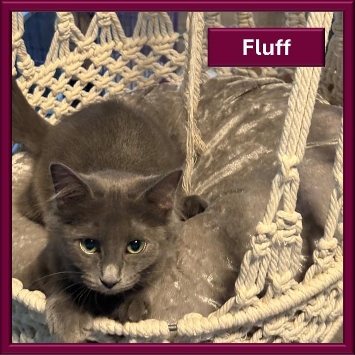 Enlarge Fluff, a Adoptable mixed breed in Hot Springs, AR image 4/6