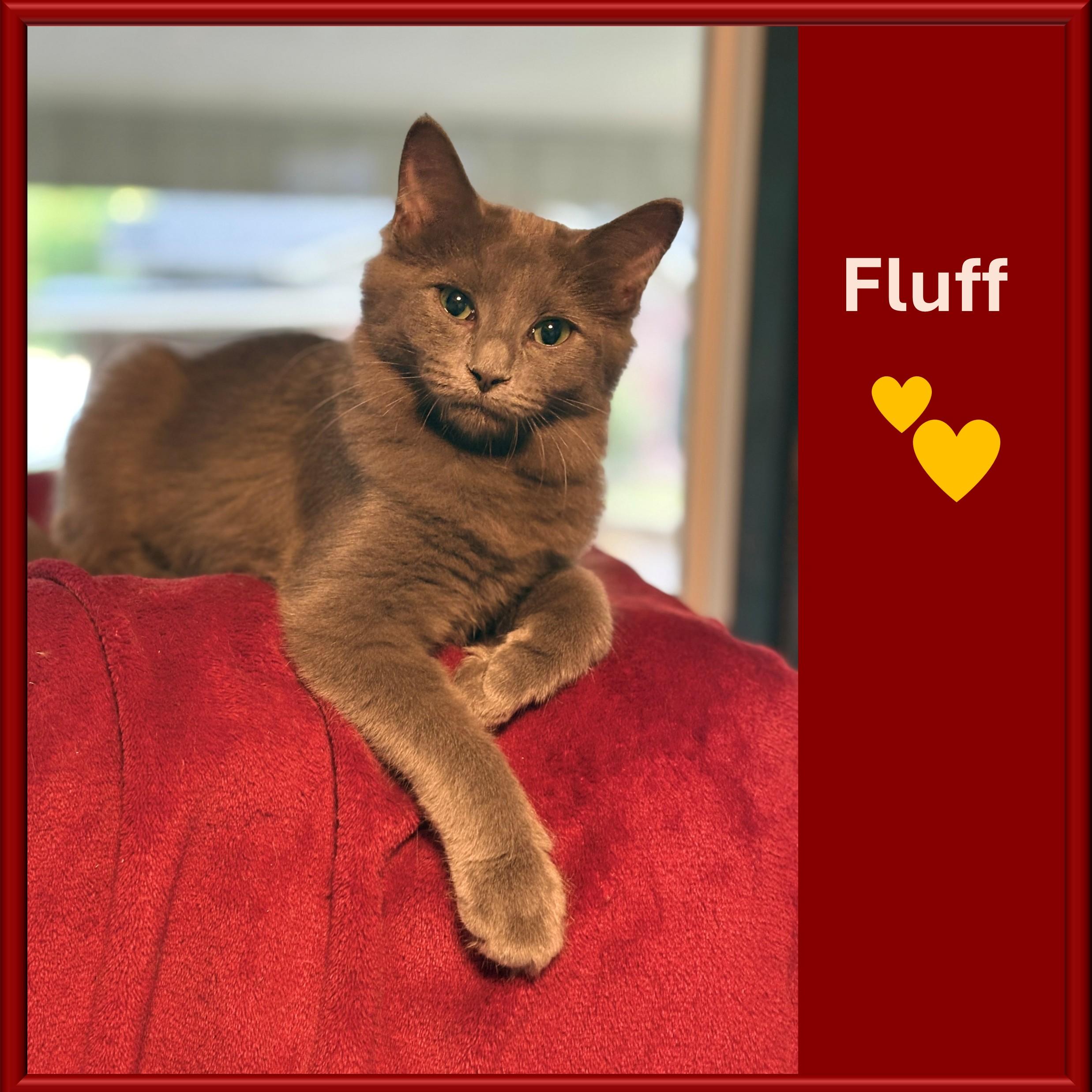 Enlarge Fluff, a Adoptable mixed breed in Hot Springs, AR image 4/6