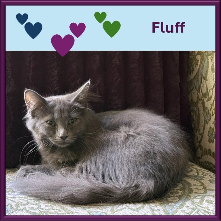 Enlarge Fluff, a Adoptable mixed breed in Hot Springs, AR image 5/6