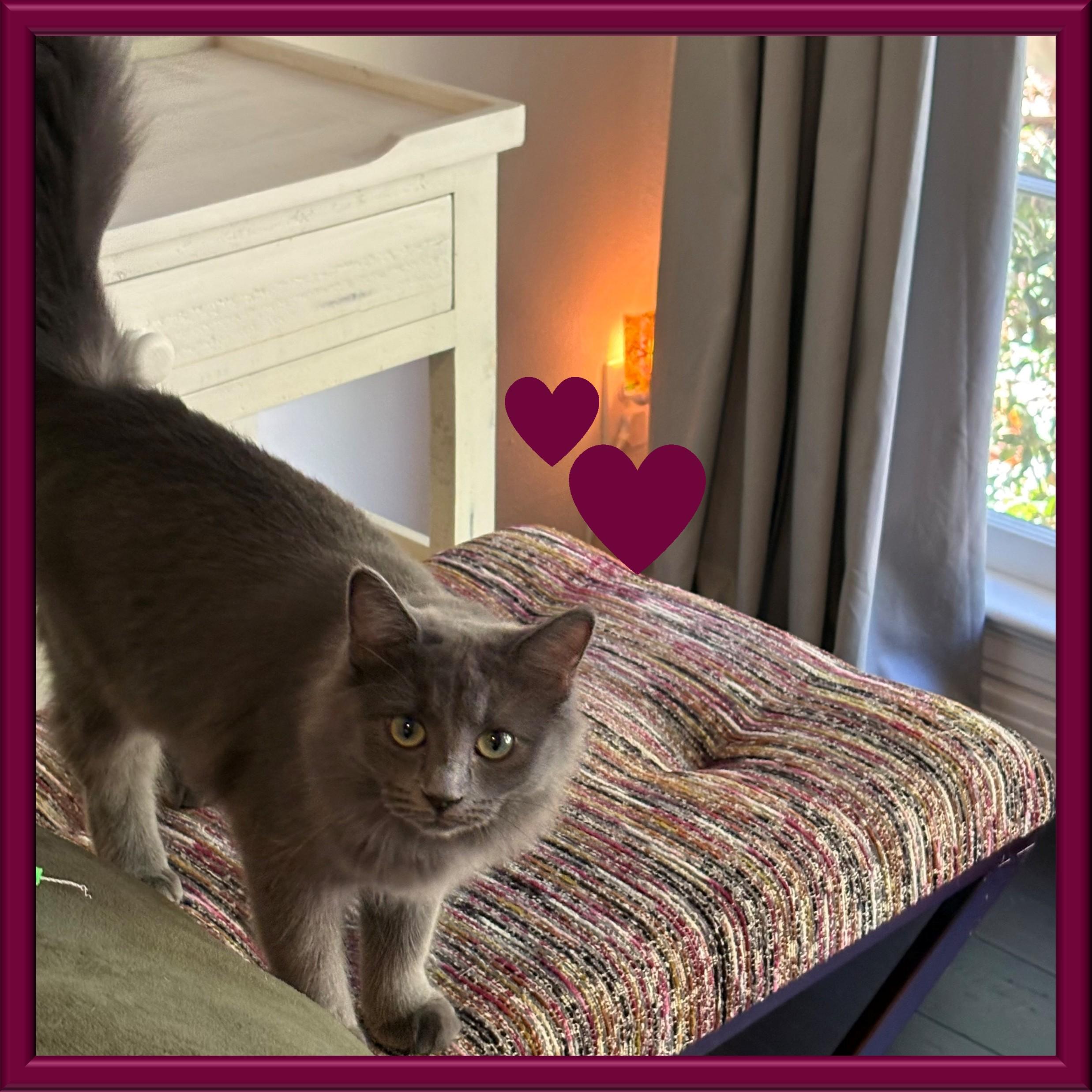 Enlarge Fluff, a Adoptable mixed breed in Hot Springs, AR image 5/6