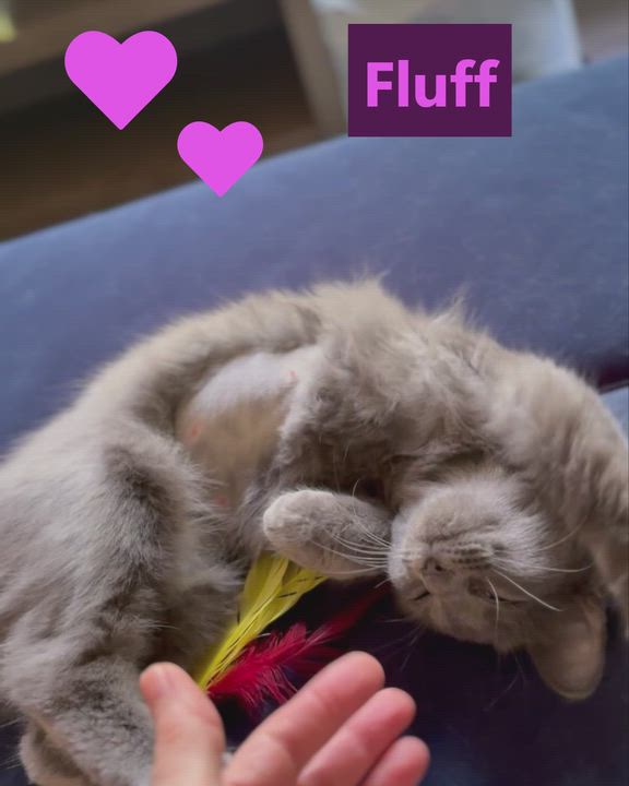 Enlarge Fluff, a Adoptable mixed breed in Hot Springs, AR video 6/6