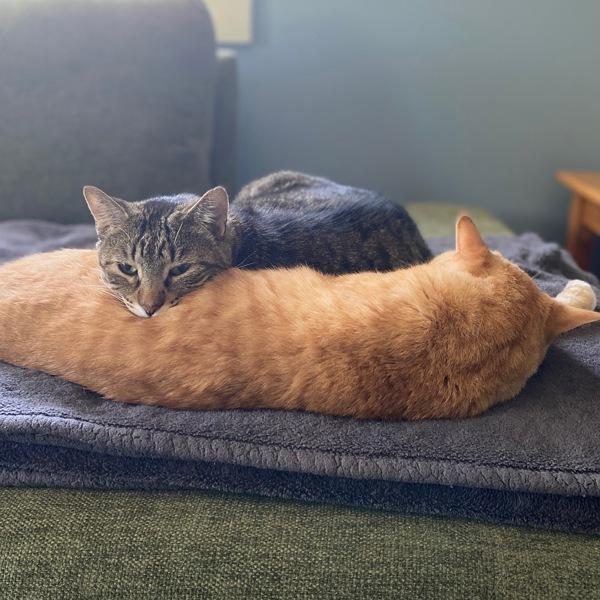 Boris -- Bonded Buddy With Buddy, Adoptable, Adult Male Domestic Short Hair.