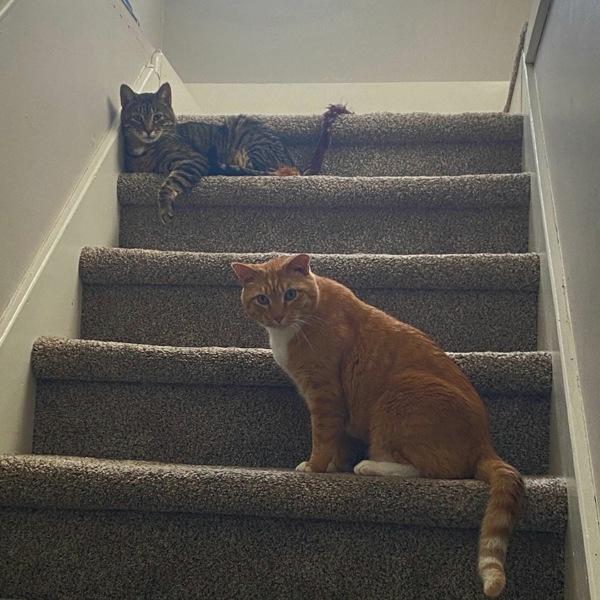 Enlarge Boris -- Bonded Buddy With Buddy, a Adoptable mixed breed in Des Moines, IA image 3/6