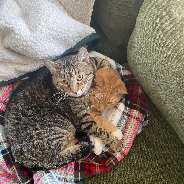 Boris -- Bonded Buddy With Buddy, a Adoptable mixed breed in Des Moines, IA image 2/6