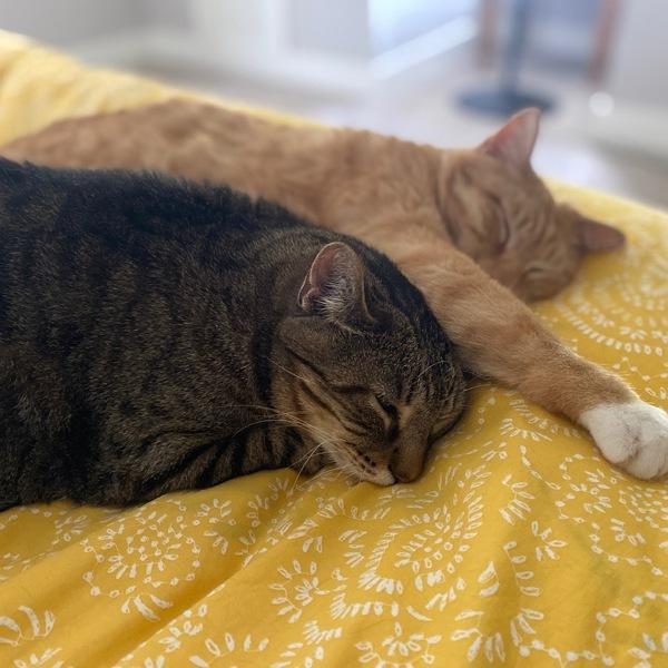 Boris -- Bonded Buddy With Buddy, a Adoptable mixed breed in Des Moines, IA image 3/6