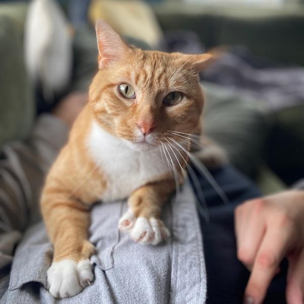 Boris -- Bonded Buddy With Buddy, a Adoptable mixed breed in Des Moines, IA image 5/6