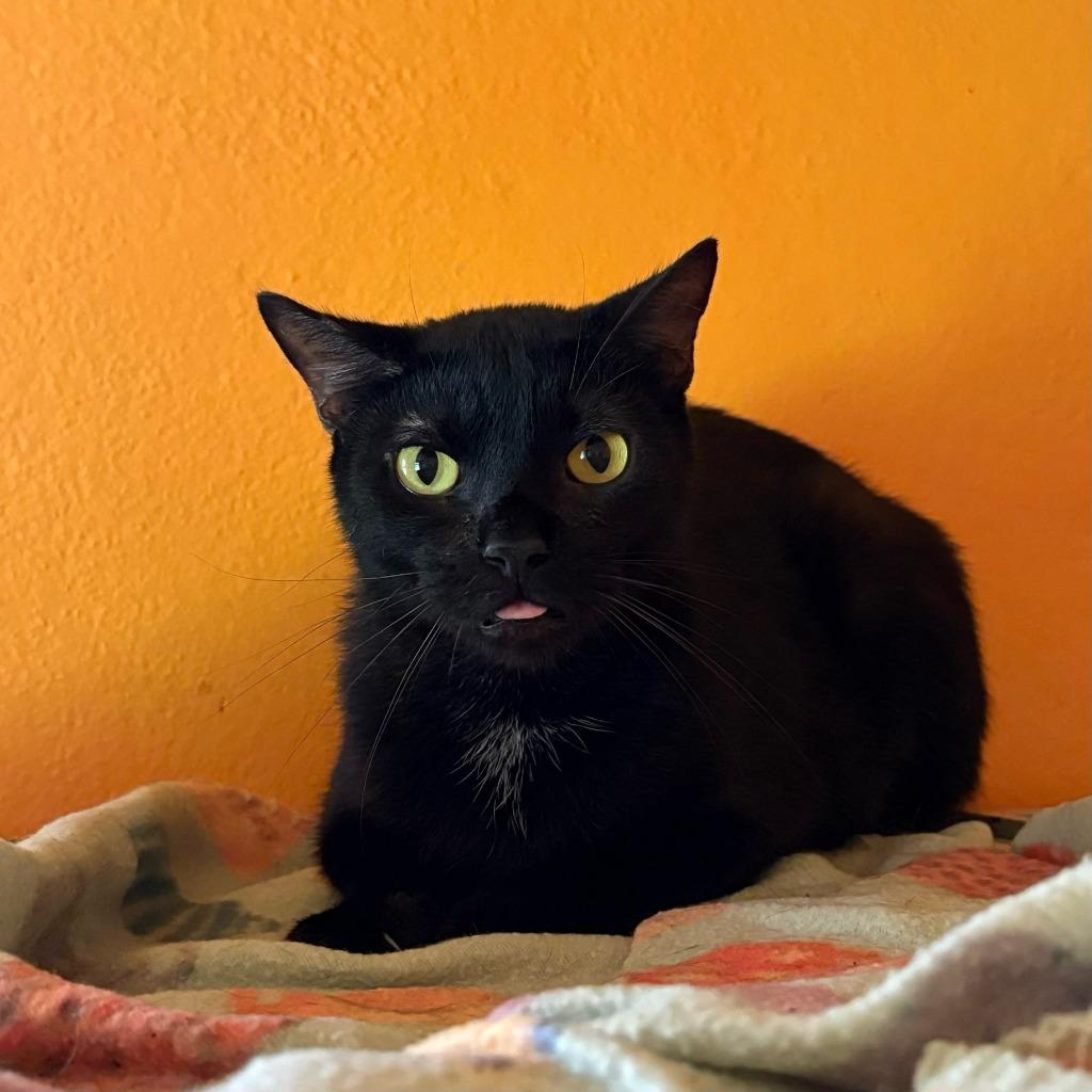 SCROOGE, a Adoptable mixed breed in Marianna, FL image 1/3