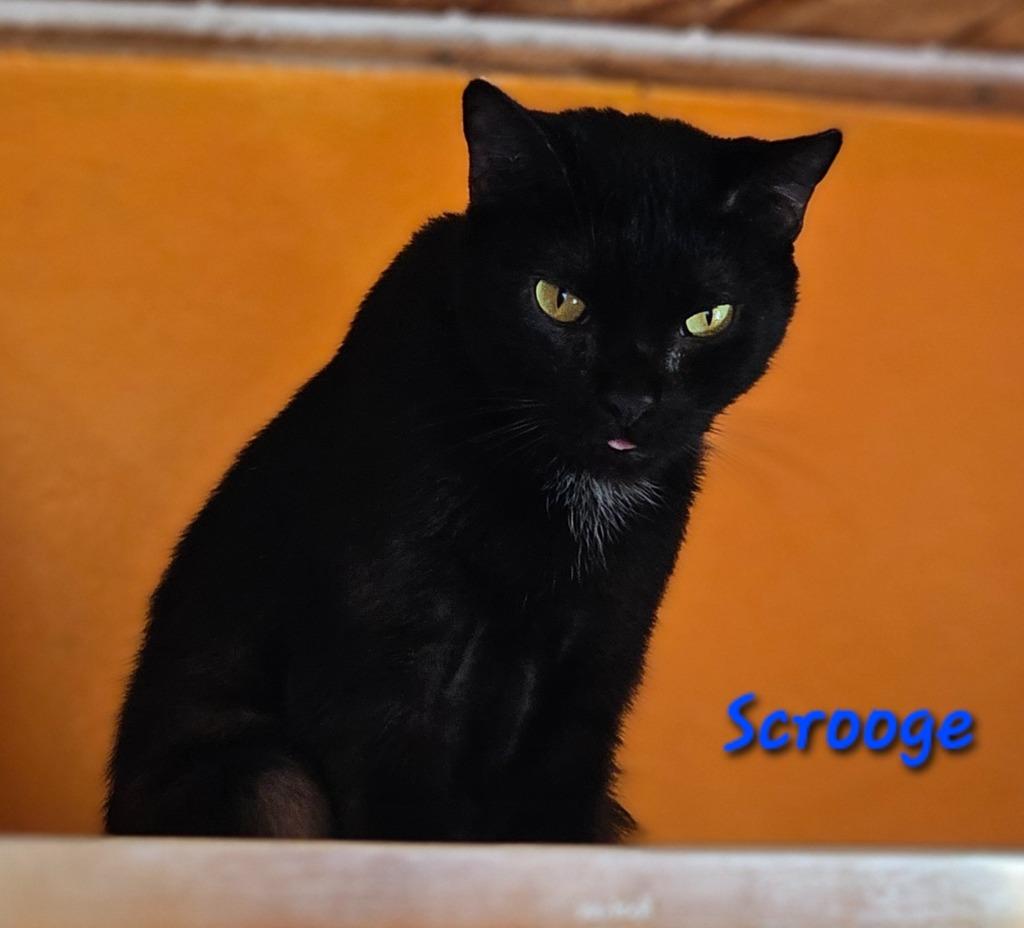 SCROOGE, a Adoptable mixed breed in Marianna, FL image 3/3