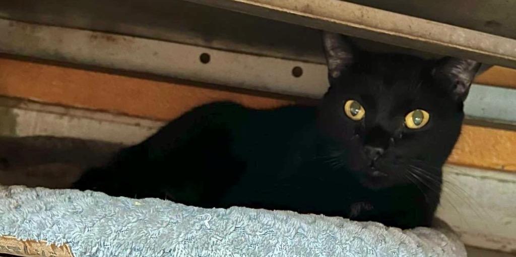 SCROOGE, a Adoptable mixed breed in Marianna, FL image 2/2