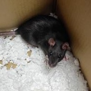 Gregory, Adopted, Adult Female Rat.