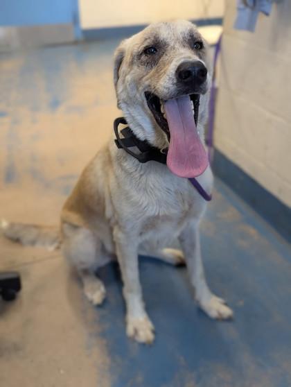 Enlarge Harry, a ADOPTABLE mixed breed in Inverness, FL image 2/2