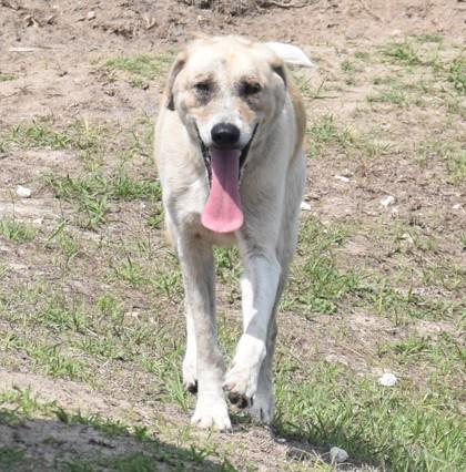 Harry, ADOPTABLE, Adult Male Labrador Retriever & Hound.