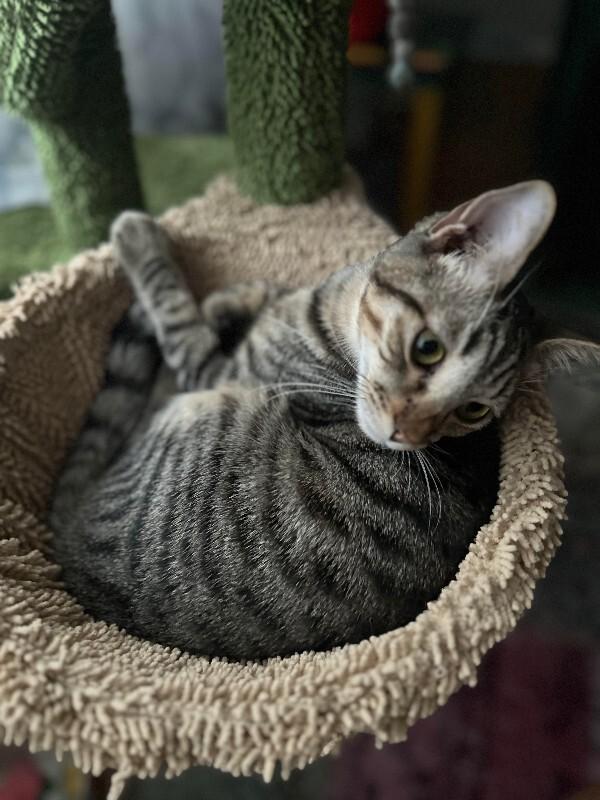 Enlarge Poseidon, a Adoptable Domestic Short Hair in Fort Collins, CO image 1/6