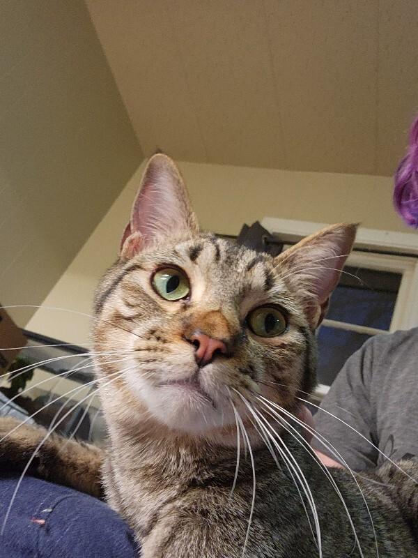 Enlarge Poseidon, a Adoptable Domestic Short Hair in Fort Collins, CO image 2/6