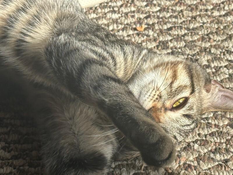 Enlarge Poseidon, a Adoptable Domestic Short Hair in Fort Collins, CO image 3/6