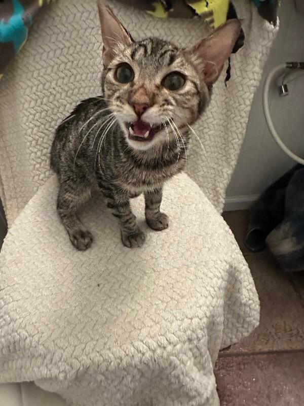 Enlarge Poseidon, a Adoptable Domestic Short Hair in Fort Collins, CO image 4/6