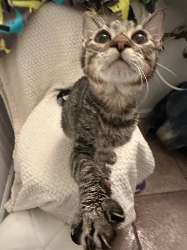 Enlarge Poseidon, a Adoptable Domestic Short Hair in Fort Collins, CO image 5/6