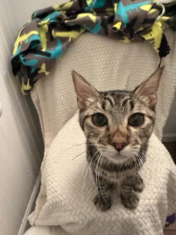 Enlarge Poseidon, a Adoptable Domestic Short Hair in Fort Collins, CO image 6/6