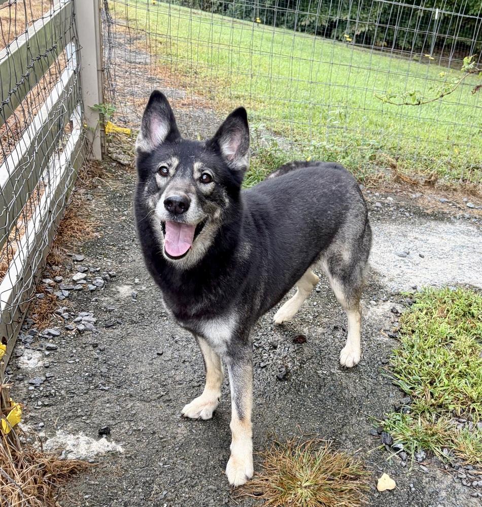 Fiona, Adoptable, Adult Female Shepherd.