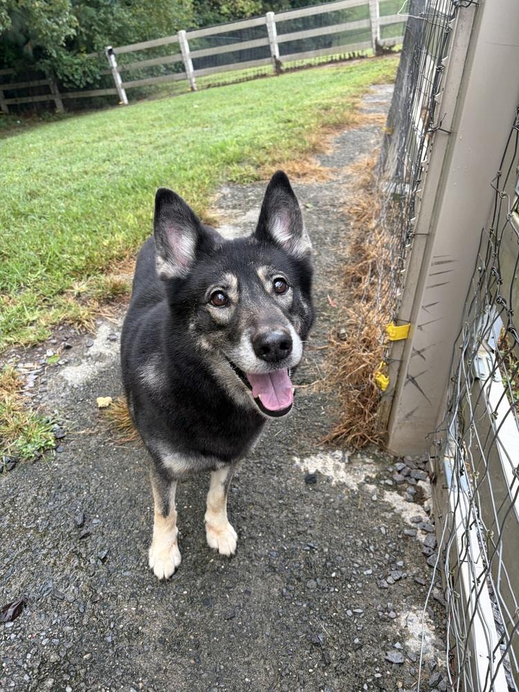 Enlarge Fiona, a Adoptable mixed breed in Mocksville, NC image 2/6