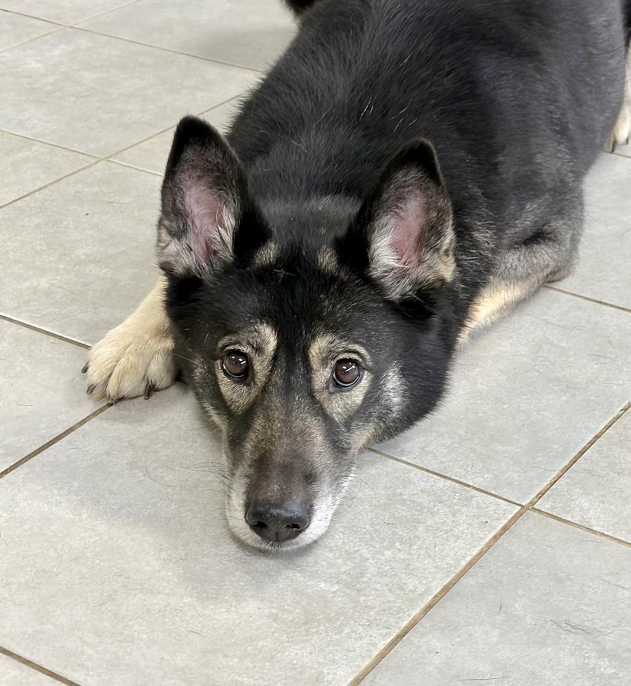 Enlarge Fiona, a Adoptable mixed breed in Mocksville, NC image 3/6
