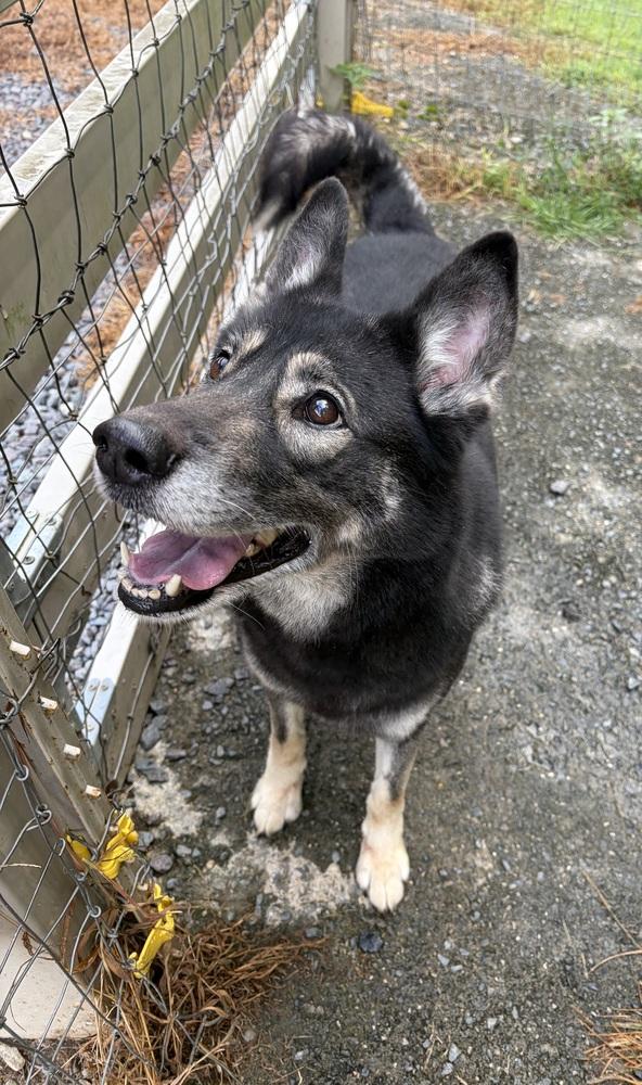 Enlarge Fiona, a Adoptable mixed breed in Mocksville, NC image 4/6