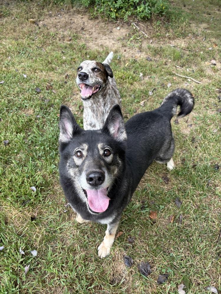 Enlarge Fiona, a Adoptable mixed breed in Mocksville, NC image 5/6