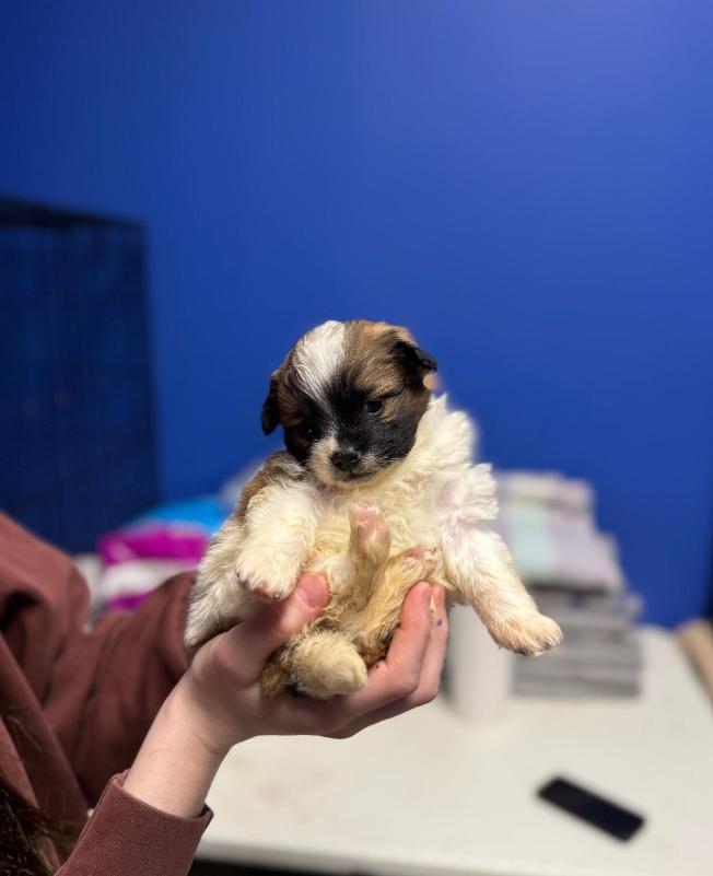 Enlarge Bentley, an adopted Shih poo in Chicago, IL image 1/1