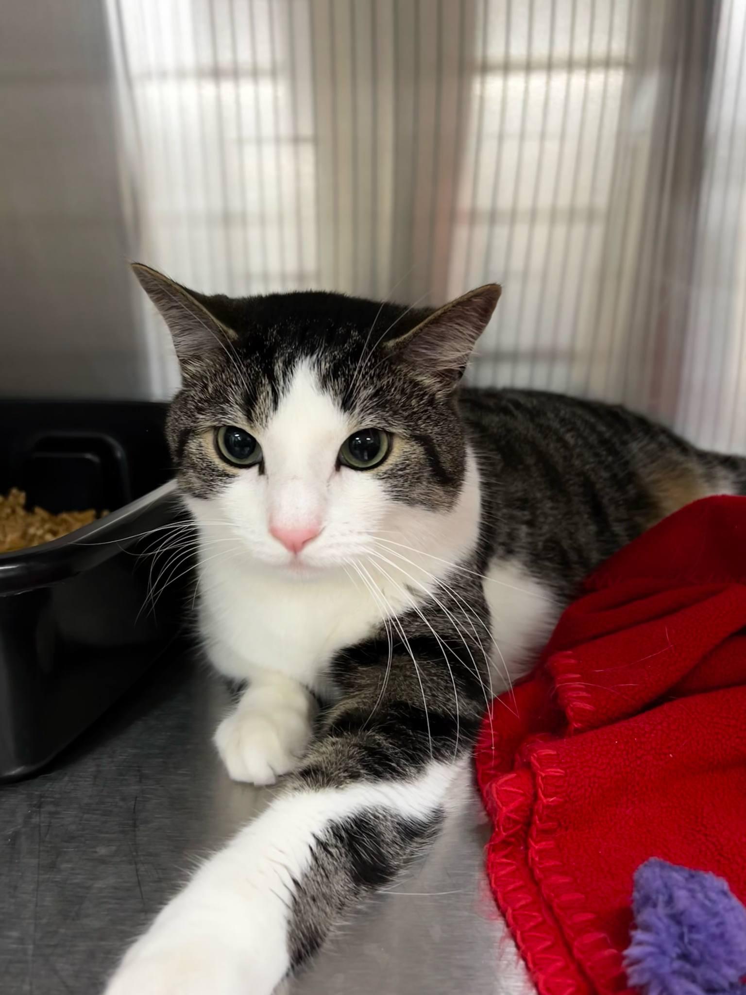 Garbanzo, Adult Male Domestic Short Hair