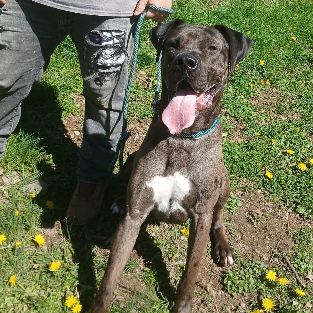 Enlarge Chops aka Big Poppa, a ADOPTABLE Great Dane in Saugerties, NY image 3/6