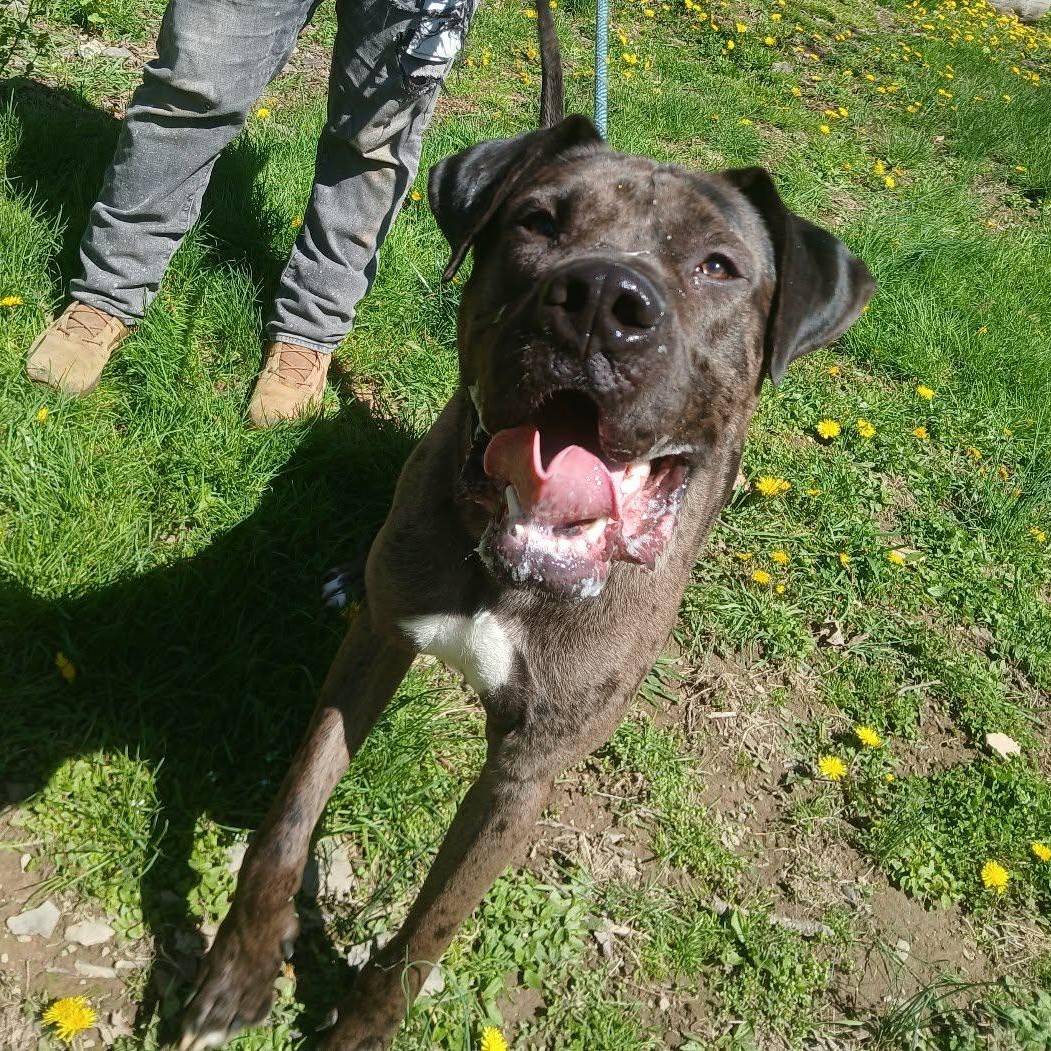 Enlarge Chops aka Big Poppa, a ADOPTABLE Great Dane in Saugerties, NY image 4/6