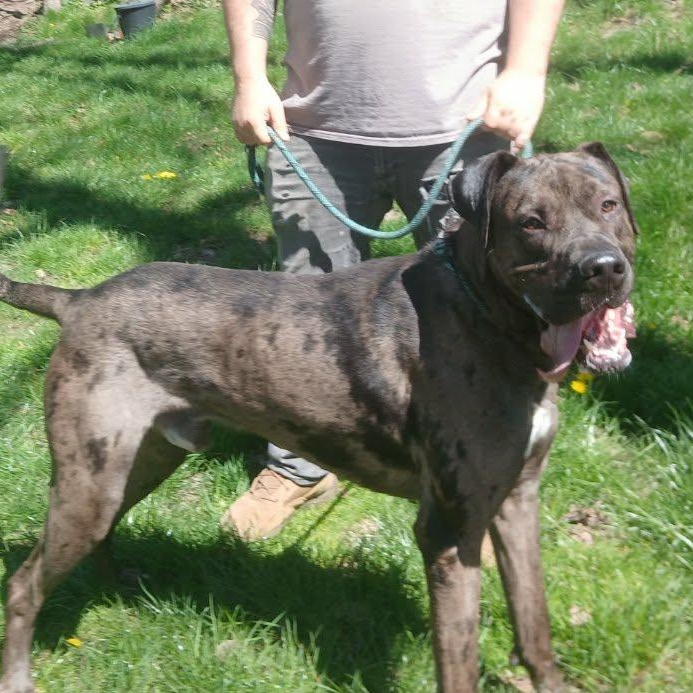 Enlarge Chops aka Big Poppa, a ADOPTABLE Great Dane in Saugerties, NY image 5/6