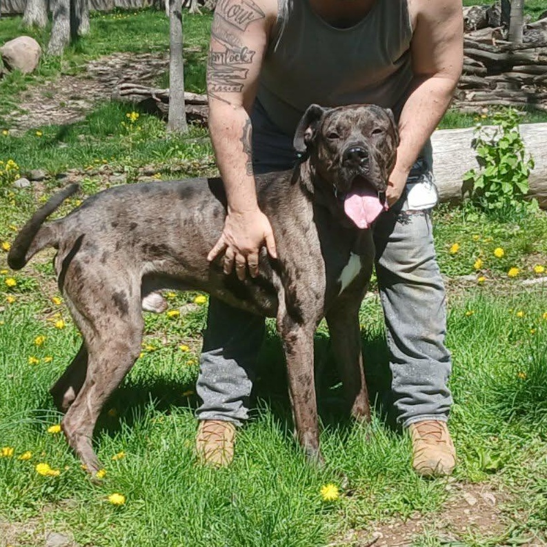 Chops aka Big Poppa, ADOPTABLE, Young Male Great Dane.