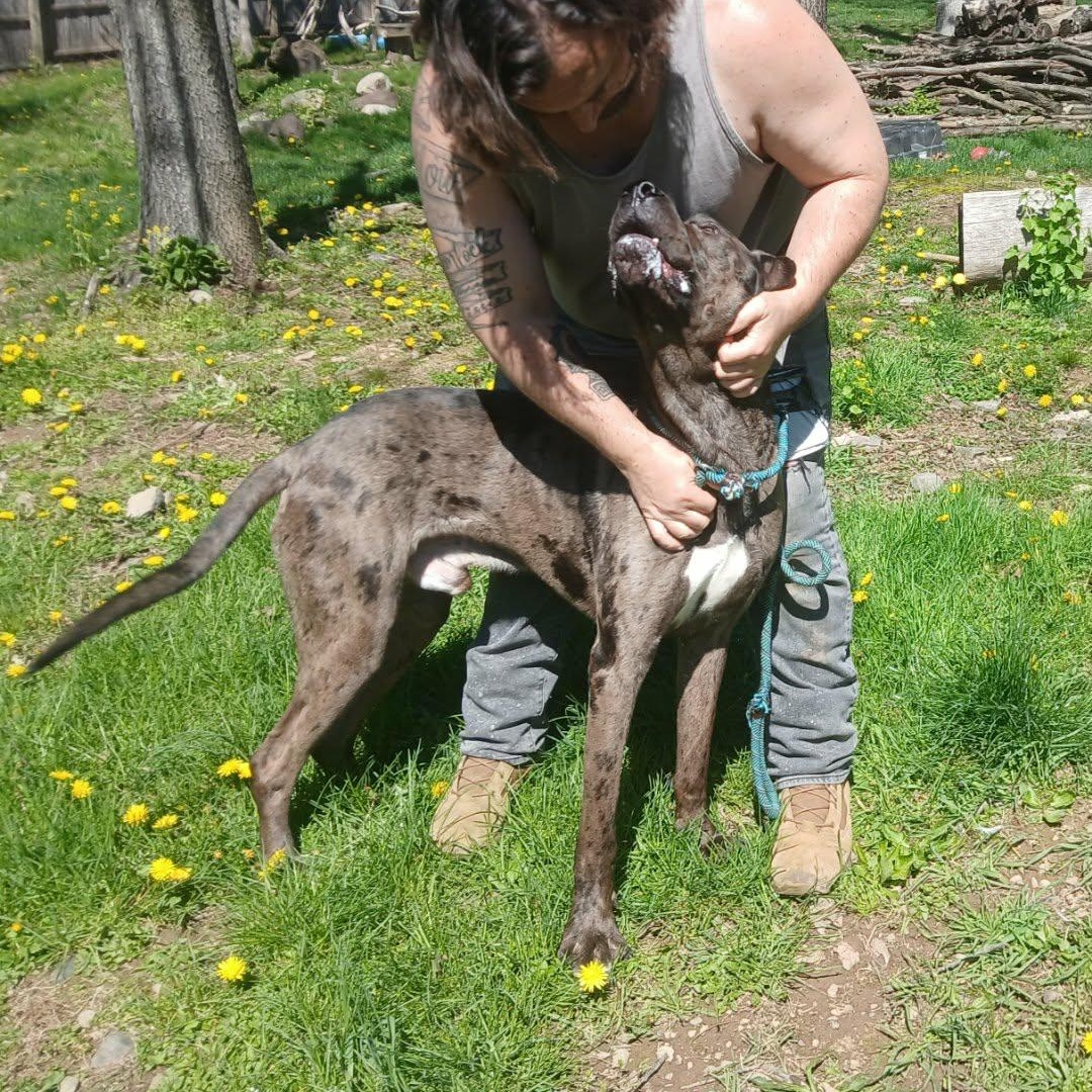 Enlarge Chops aka Big Poppa, a ADOPTABLE Great Dane in Saugerties, NY image 6/6