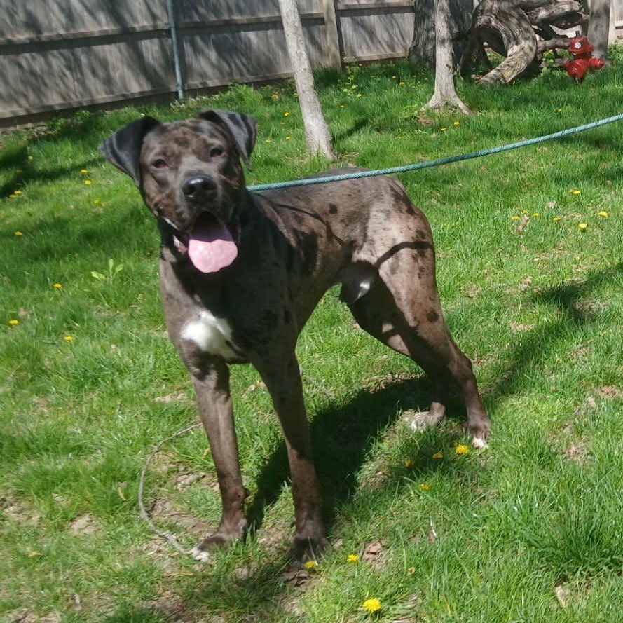 Enlarge Chops aka Big Poppa, a ADOPTABLE Great Dane in Saugerties, NY image 2/6