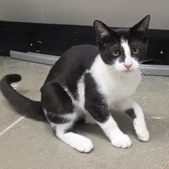 Sophia, Adoptable, Kitten Female Domestic Short Hair.