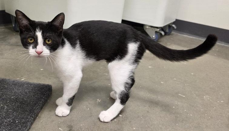 Enlarge Sophia, a Adoptable Domestic Short Hair in Rossville, TN image 6/6