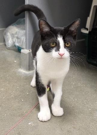 Enlarge Sophia, a Adoptable Domestic Short Hair in Rossville, TN image 5/6