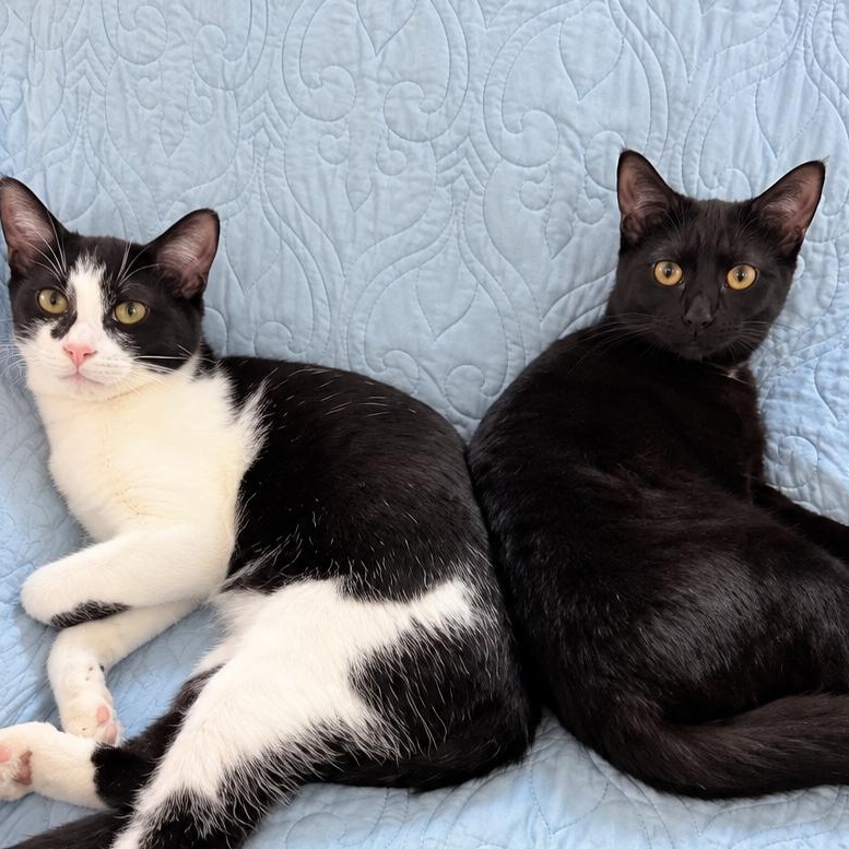 Enlarge Sophia, a Adoptable Domestic Short Hair in Rossville, TN image 6/6