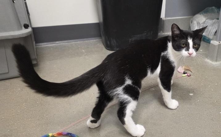 Enlarge Sophia, a Adoptable Domestic Short Hair in Rossville, TN image 4/6